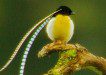 Paradiesvogel