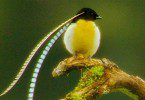 Paradiesvogel