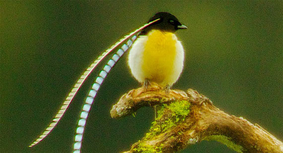 Paradiesvogel