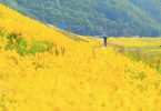 Yellowworld - Tief in der Krise